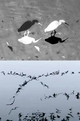 Watch Animal Studies (Egret / Seagull Reflection / Midges / Spider / Swans in a Line) Film